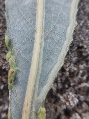 Phyllocnistis saligna