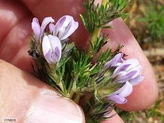 Aspalathus cephalotes violacea