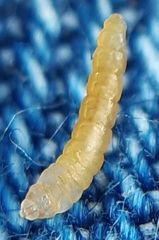 Phyllocnistis saligna