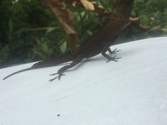 Anolis cristatellus wileyae