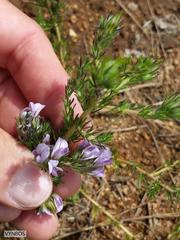 Aspalathus cephalotes violacea
