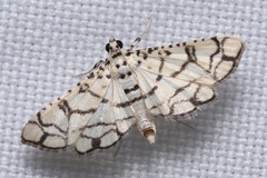 Hileithia rehamalis