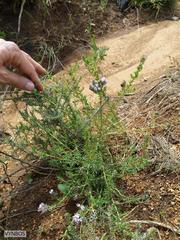 Aspalathus cephalotes violacea