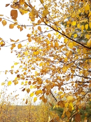 Betula platyphylla