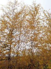 Betula platyphylla