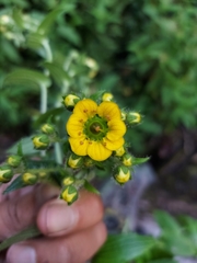 Saxifraga kingiana