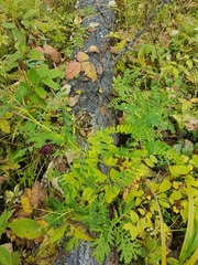 Astragalus membranaceus