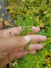 Astragalus membranaceus