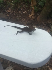 Anolis cristatellus wileyae