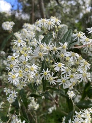 Olearia phlogopappa