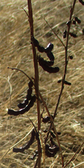 Indigofera cryptantha subsp. cryptantha image