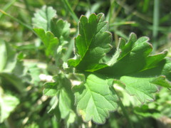 Erodium crinitum