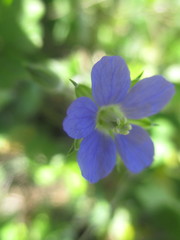 Erodium crinitum