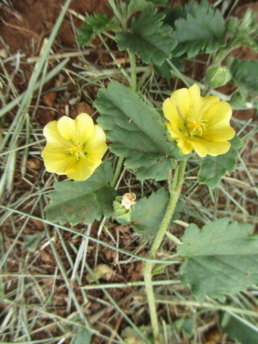 Sida corrugata Lindl.