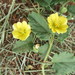 Sida corrugata - Photo (c) danflowers, algunos derechos reservados (CC BY-NC)