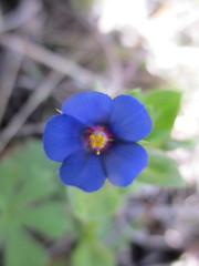 Lysimachia arvensis caerulea