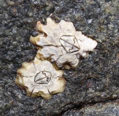 Chthamalus dentatus