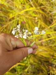 Achillea acuminata