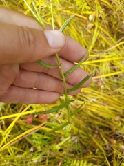 Achillea acuminata