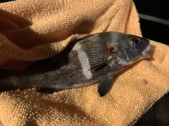 Cheilotrema saturnum