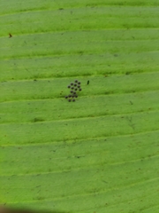 Insecta