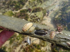 Ischnochiton oniscus
