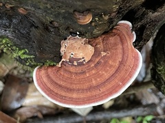 Trametes modesta