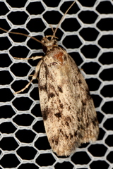 Barea nymphica