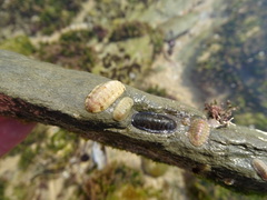 Ischnochiton oniscus
