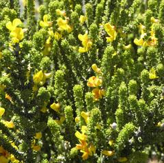 Aspalathus pachyloba