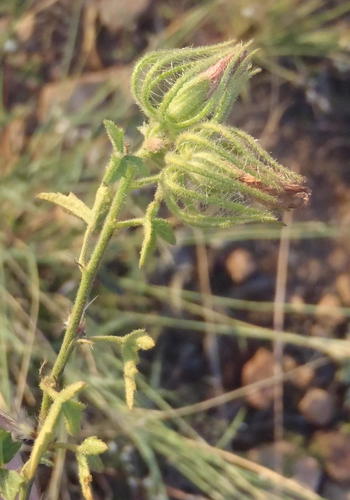 Lattice Swampmallow (Pavonia clathrata)