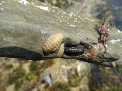 Ischnochiton oniscus