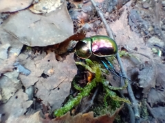 Trypocopris pyrenaeus