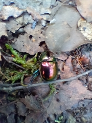 Trypocopris pyrenaeus