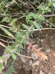 Acrotriche prostrata