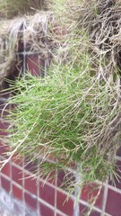 Zoysia pacifica