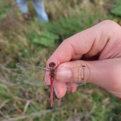 Sympetrum vulgatum