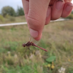 Sympetrum vulgatum