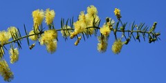 Acacia verticillata verticillata