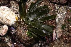 Codium platylobium