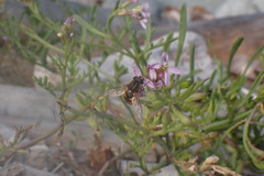 Helophilus lapponicus