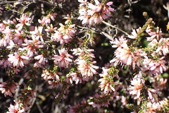 Erica inaequalis