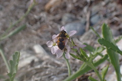 Helophilus lapponicus