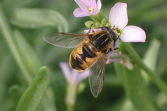 Helophilus lapponicus