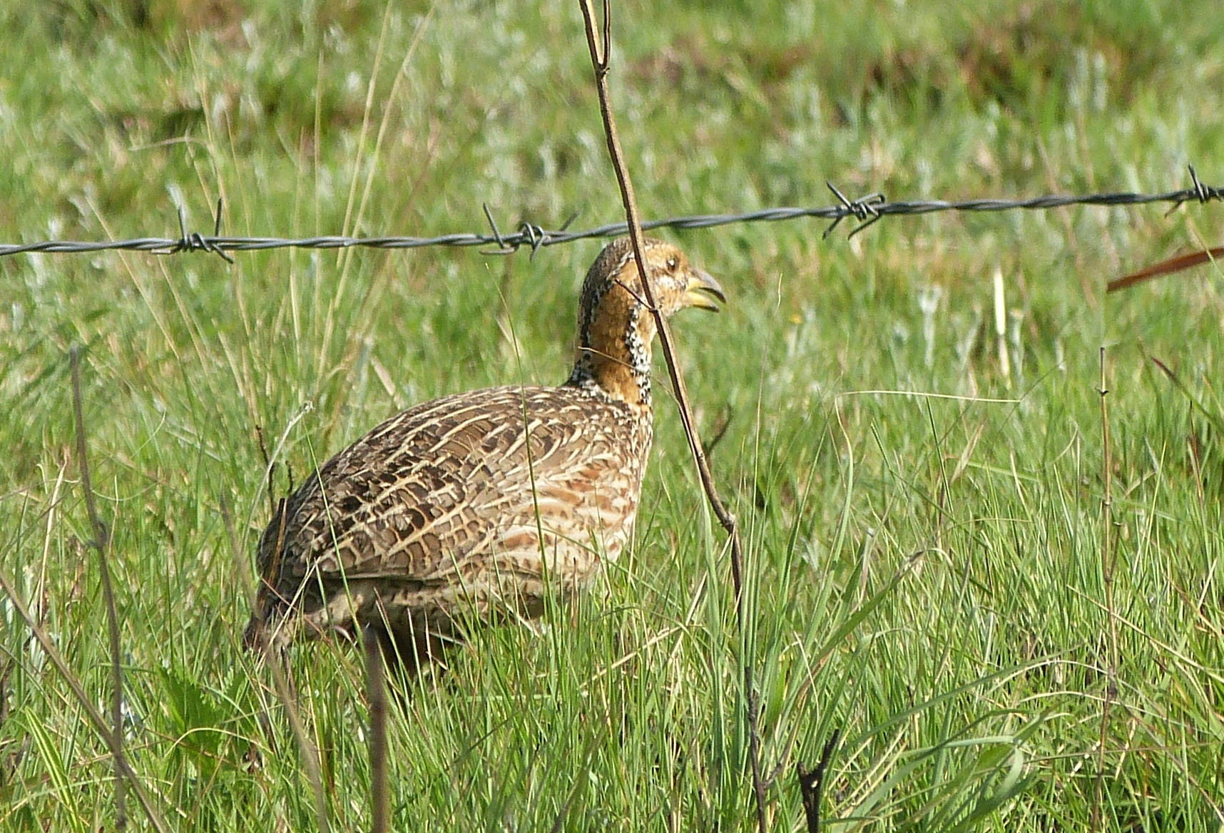 Red-winged Francolin (Scleroptila levaillantii)