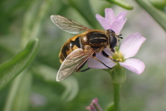Helophilus lapponicus