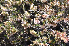 Erica inaequalis