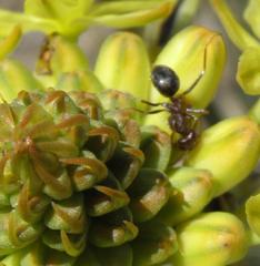 Anoplolepis steingroeveri