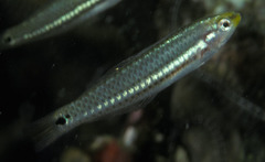 Social Wrasse photo 4