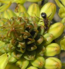 Anoplolepis steingroeveri